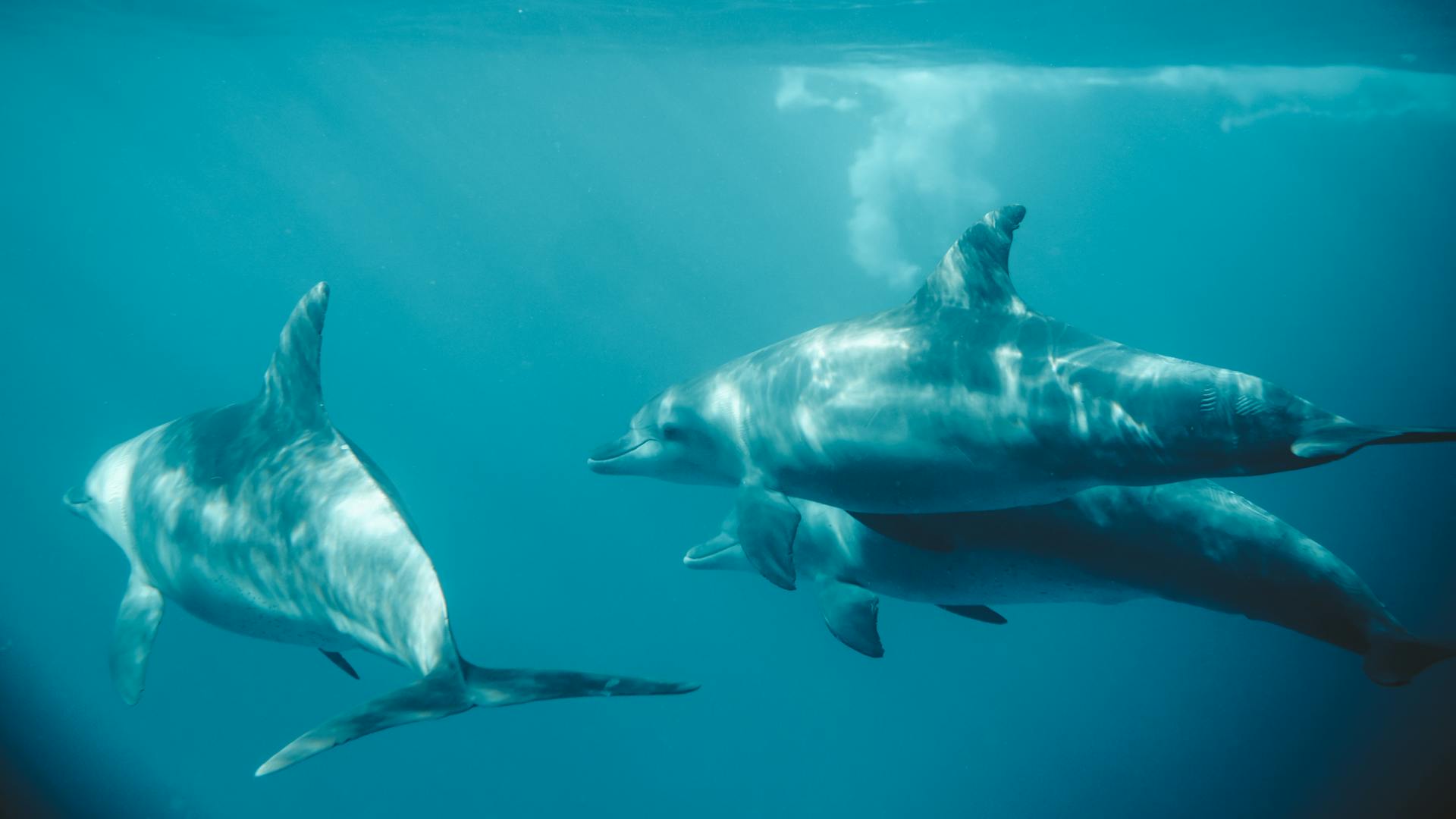 Dolphins swimming underwater in Marsa Alam